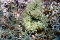 Ricordea florida