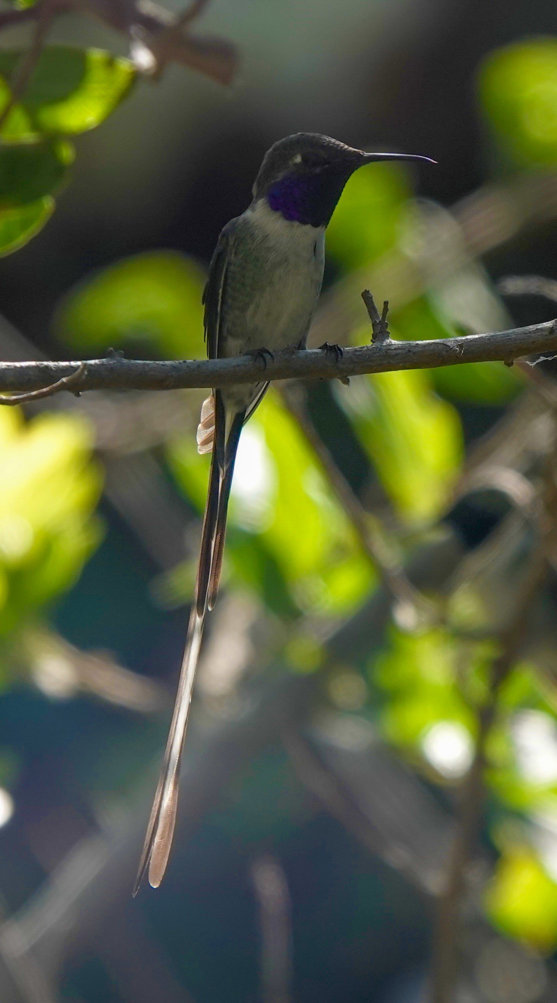 Peruvian Sheartail illustration