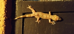 Hemidactylus depressus