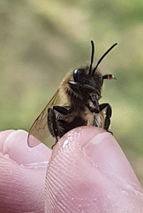 Andrena scotica