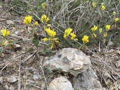 Polygala flavescens