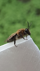 Andrena scotica