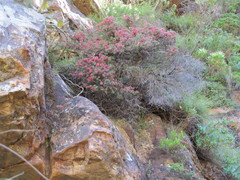 Erica haematocodon