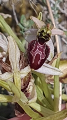 Ophrys exaltata arachnitiformis