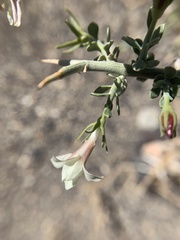 Menodora spinescens mohavensis