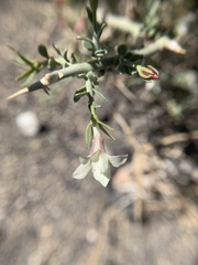 Menodora spinescens mohavensis