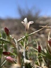 Menodora spinescens mohavensis