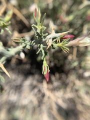 Menodora spinescens mohavensis