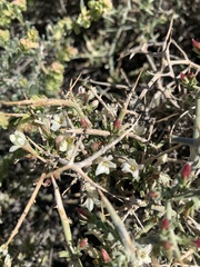 Menodora spinescens mohavensis