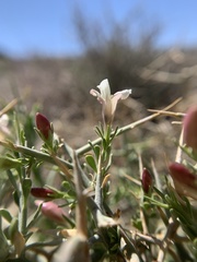 Menodora spinescens mohavensis