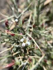 Menodora spinescens mohavensis