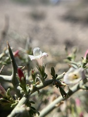 Menodora spinescens mohavensis