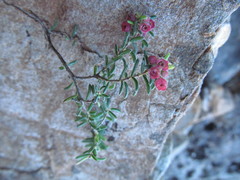 Erica haematocodon