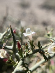 Menodora spinescens mohavensis