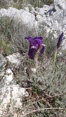 Iris lutescens lutescens