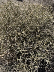 Menodora spinescens mohavensis