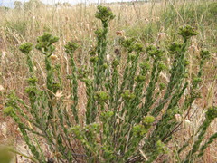 Lobostemon capitatus