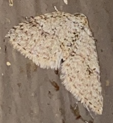 Venusia duodecemlineata