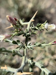 Menodora spinescens mohavensis