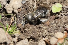 Anthophora pacifica