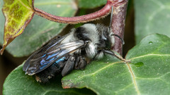 Andrena danuvia