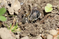 Anthophora pacifica