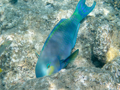 Chlorurus strongylocephalus