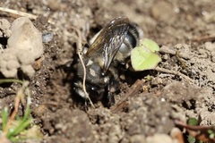 Anthophora pacifica