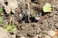 Anthophora pacifica