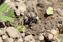 Anthophora pacifica