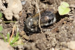 Anthophora pacifica