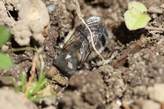 Anthophora pacifica