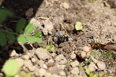 Anthophora pacifica