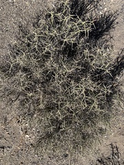 Menodora spinescens mohavensis