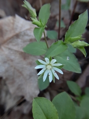 Stellaria corei