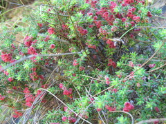 Erica haematocodon