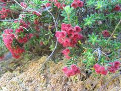 Erica haematocodon