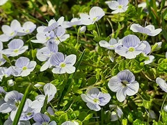 Veronica filiformis