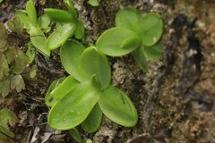 Pinguicula
