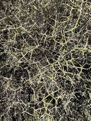 Menodora spinescens mohavensis