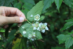 Rubus kawakamii