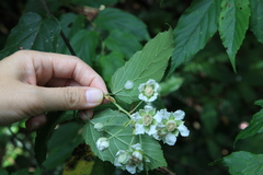 Rubus kawakamii