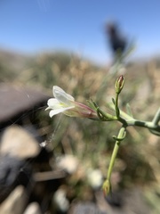 Menodora spinescens mohavensis