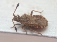 Strobilotoma typhaecornis