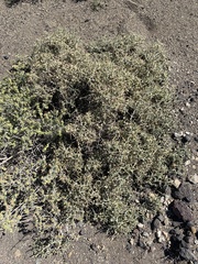 Menodora spinescens mohavensis