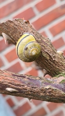 Cepaea nemoralis