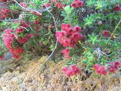Erica haematocodon