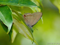 Chrysozephyrus mushaellus