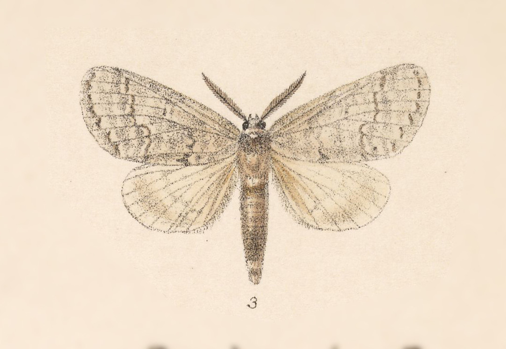 Eragisa alba