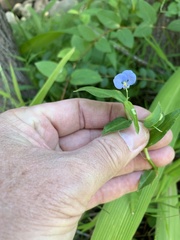 Commelina diffusa diffusa
